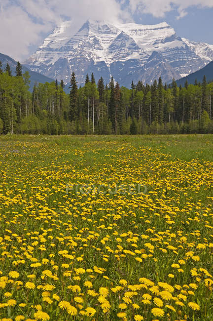 Canadá, Columbia Británica, Montañas Rocosas, Mount Robson, Mount Robson Provincial Park - foto de stock