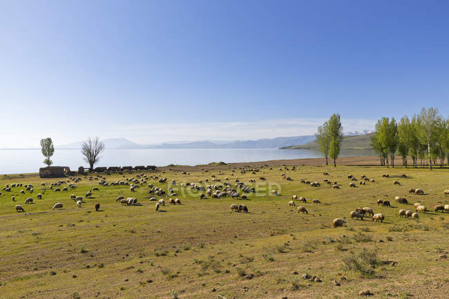 Turchia, Anatolia, regione dell'Anatolia orientale, provincia di Bitlis, vicino a Tatvan, lago Van e gregge di pecore — Cielo blu, Carino - Stock Photo | #181045084