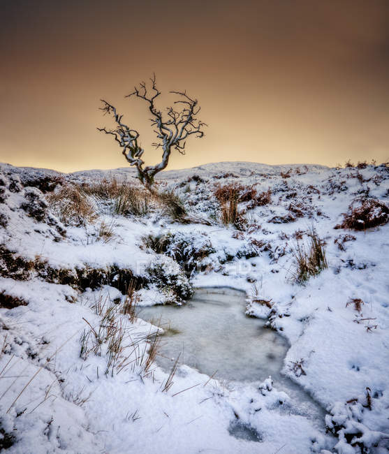 Regno Unito, Scozia, Isola di Skye, albero in inverno durante il giorno — Foto stock