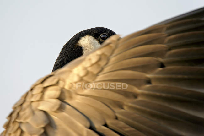 Vista parcial de la cabeza y el ala del ganso de Canadá - foto de stock