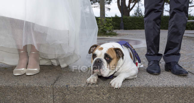 Bulldog Inglese Sdraiato Tra La Coppia Nuziale Sul Marciapiede Adulto Medio Animale Domestico Stock Photo