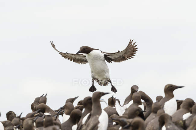 Murmullo común sobrevolando bandada de aves - foto de stock