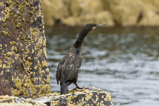 European shag bird sitting on rock — Stock Photo