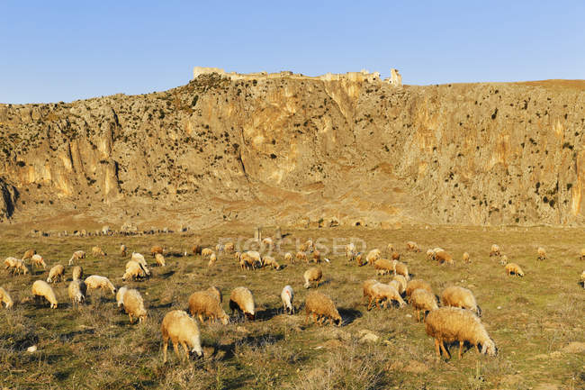 Turquía, región mediterránea, provincia de Adana, Cukurova, Dilekkaya, antigua ciudad Anazarbus, rebaño de ovejas pastando al atardecer - foto de stock