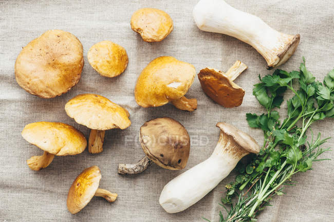 Top view of assorted wild mushrooms on cloth — Stock Photo