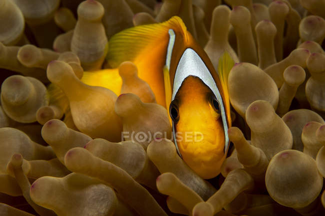 Egipto, Mar Rojo, Anémona del Mar Rojo, Amphiprion bicinctus, entre corales - foto de stock