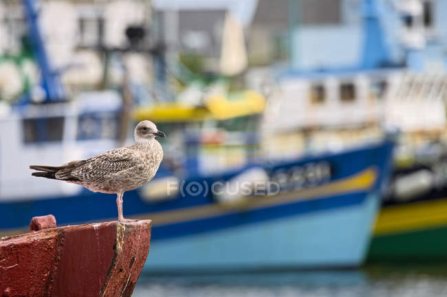 France, Brittany, Department Finistere, Le Guilvinec, Harbor view and seagull on boat — Stock Photo