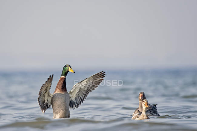 Três patos, Anas platyrhynchos, banhando-se na água — Fotografia de Stock