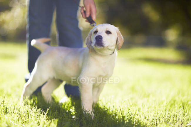 Mujer con perro en un prado - foto de stock