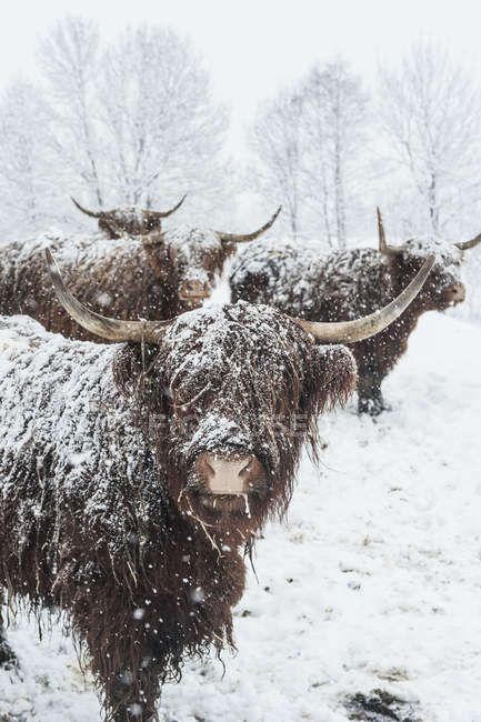 Bovinos de las tierras altas en la nieve contra los árboles - foto de stock