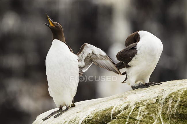 Uccelli murri comuni che gridano e agghindano piume sulla roccia — Foto stock