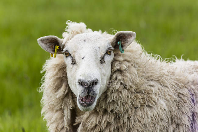 sheep muzzle
