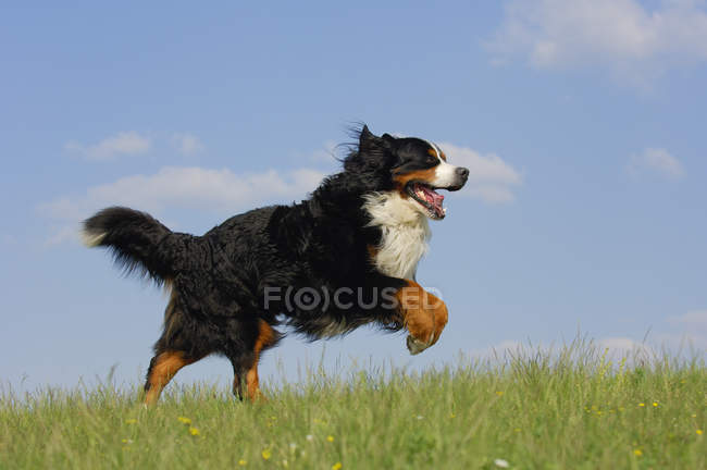 Cane da montagna bernese che corre sul prato — Foto stock