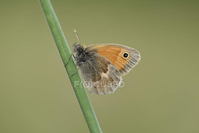 Coenonympha pamphilus butterfly — Stock Photo