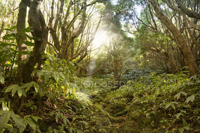 Portugal, Azores, Sao Miguel, Camino del bosque hasta Lago Azul - foto de stock
