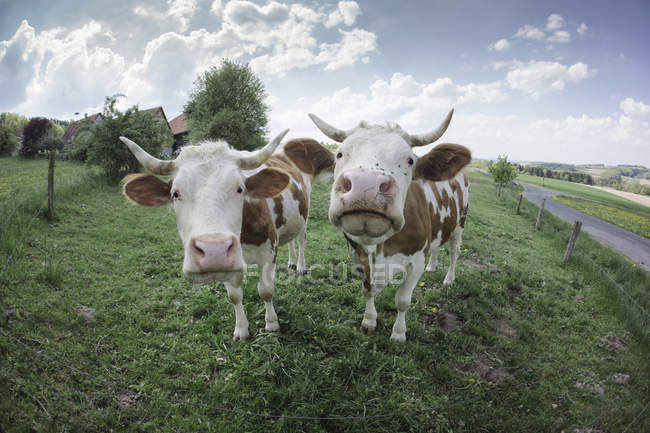 Deutschland, Hessen, Poppenhausen, zwei Kühe stehen auf der Weide und schauen in die Kamera — Stockfoto