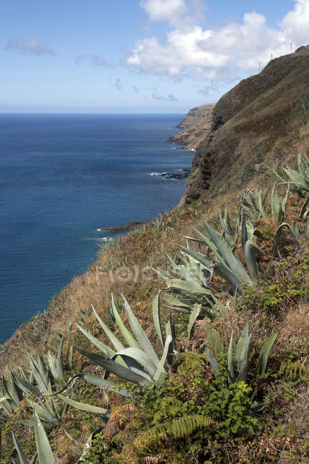 Portugal, Açores, Santa Maria, littoral avec agaves — Photo de stock