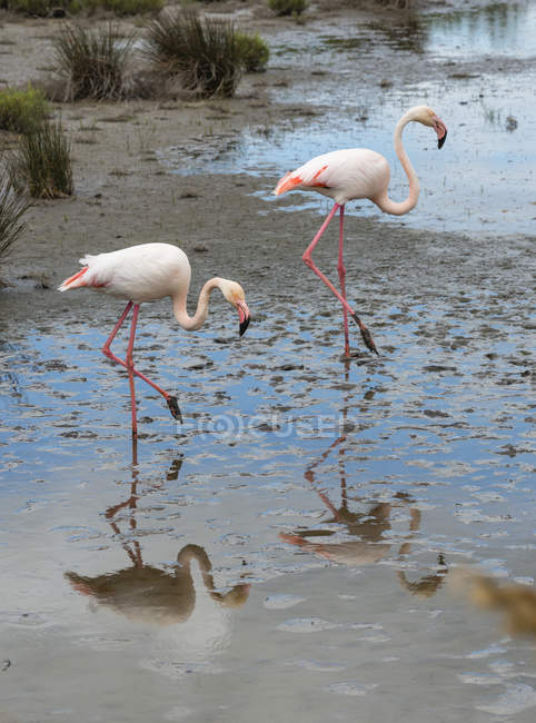 Francia, Provenza Alpes Costa Azul, Camarga, dos flamencos, Phoenicopterus roseus, caminando en un paisaje pantanoso - foto de stock