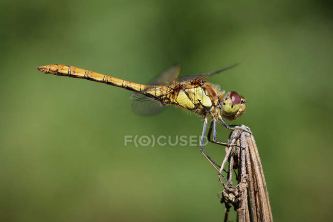 Sympetrum striolatum dragonfly — стокове фото