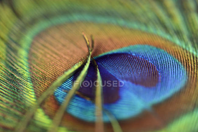 Detail of peacock's feather, full frame — blue, fine - Stock Photo | #181286264 Detail of peacock's feather, full frame — blue, fine - Stock Photo | #181286264