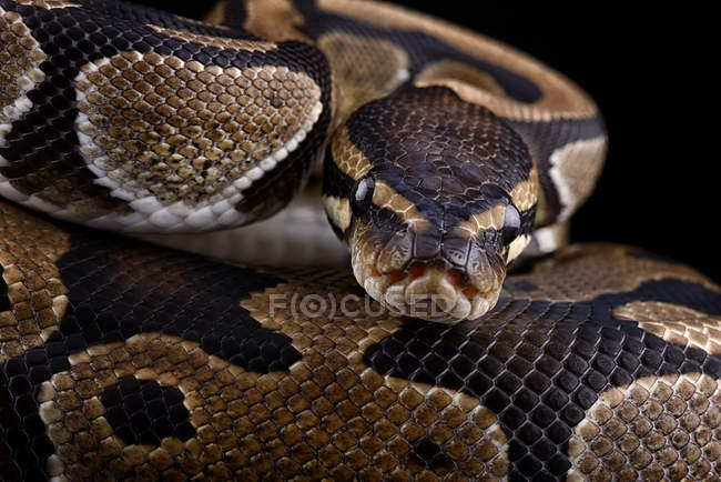 1,700+ Ball Python Stock Photos, Pictures & Royalty-Free Images