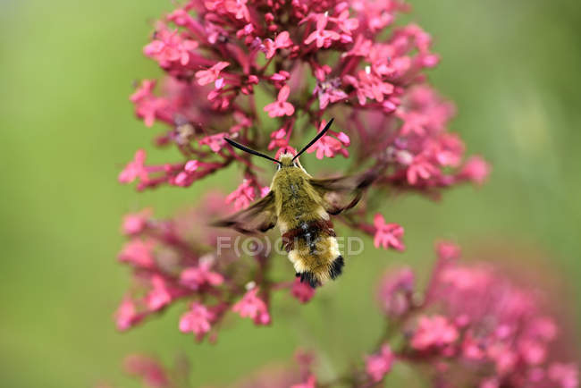 Broad-fronteira Bee Hawk-traça, Hemaris fuciformis em fundo borrado — Fotografia de Stock