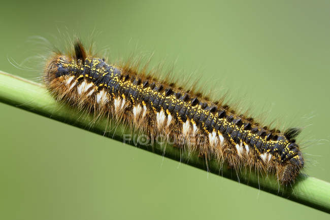 Вид збоку caterpillar рухомих, зелений травинка, розмитість фону — стокове фото