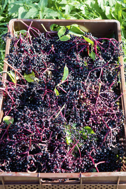 Gros plan de sureau noir en coffret dans le jardin — Photo de stock