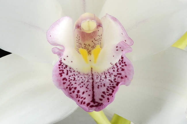 Parte de la orquídea blanca del barco, Cymbidium, marco completo — Vista  panorámica, Fragilidad - Stock Photo | #181287214