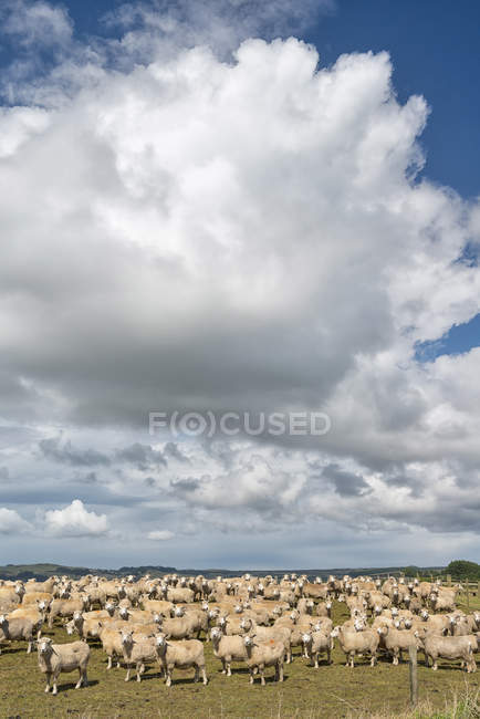 New Zealand Chatham Island Waitangi Sheep Herd Under The Cloudy Sky — Cute Livestock Stock