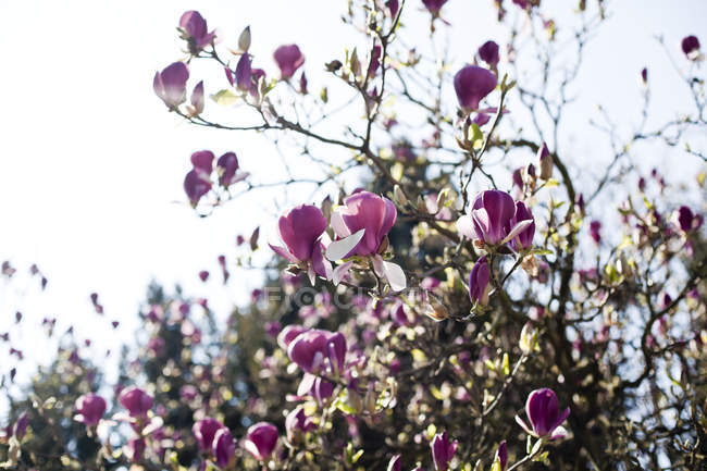 Fiori di magnolia in fiore sui rami degli alberi — Foto stock