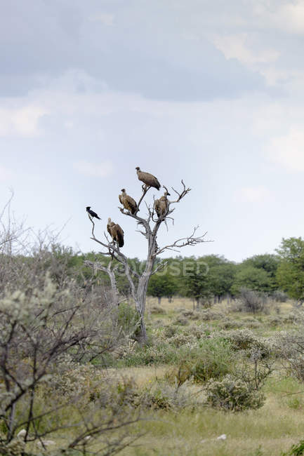 África, Namíbia, Parque Nacional de Etosha, Cape Griffons, Gyps coprotheres empoleirados na árvore nua — Fotografia de Stock