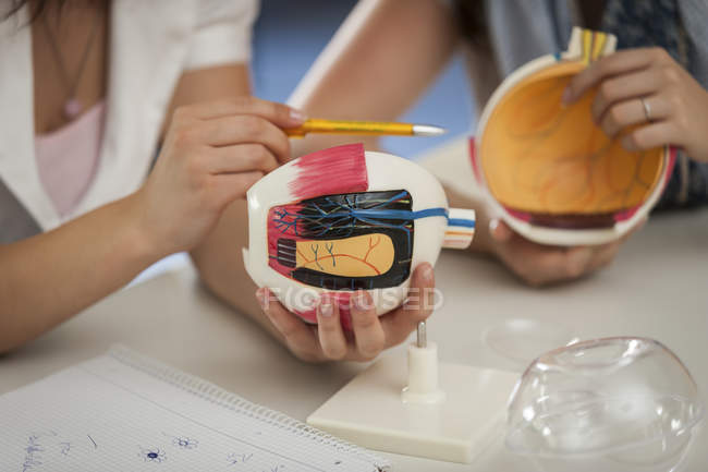 Vocational school students examining eye model — Stock Photo