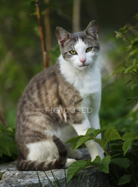 Veneno Escarlata [Priv. Víbora]  Focused_181288816-stock-photo-grey-white-tabby-cat-sitting