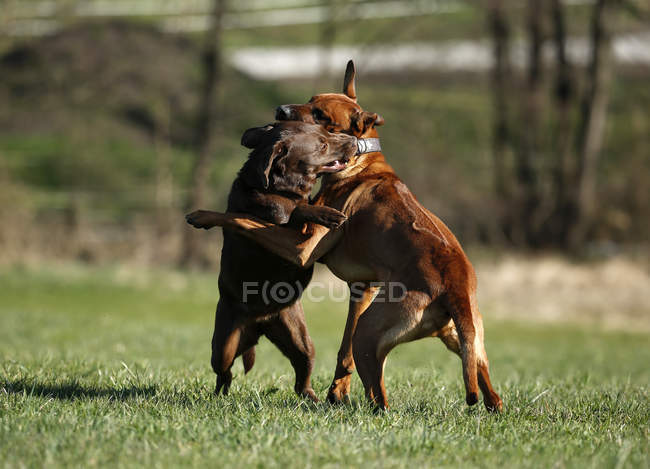 Rhodesian Ridgeback y Brown Labrador Retriever juegan a la lucha en el prado - foto de stock