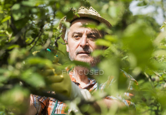 Портрет пожилого человека в соломенной шляпе в зеленом саду — стоковое фото