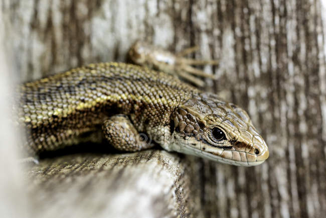 Lagarto común sentado en madera - foto de stock