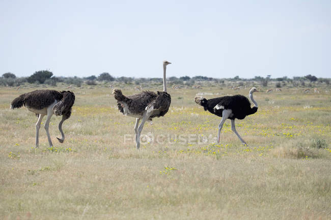 Africa, Namibia, Etosha National Park, Three African Ostriches walking in nature — Stock Photo