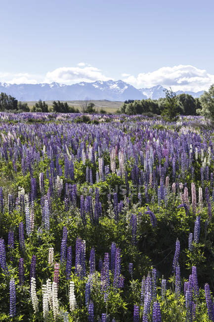Нової Зеландії, фіолетовий Люпин, Люпин, перед краєвид — стокове фото