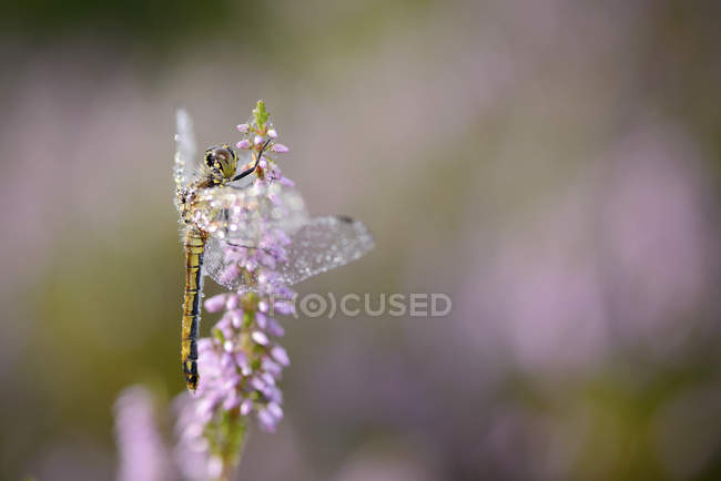 Libélula na planta florescente — Fotografia de Stock