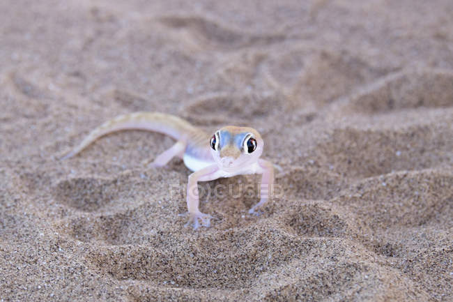 Palmato gecko на песке — стоковое фото