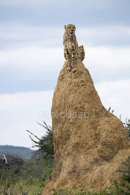 África, Namibia, reserva natural de Okonjima, guepardo sentado en la colina de la termita - foto de stock