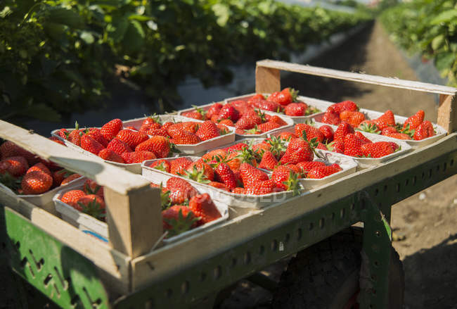 Palettes de fraises fraîches cueillies sur plateau en bois — Photo de stock