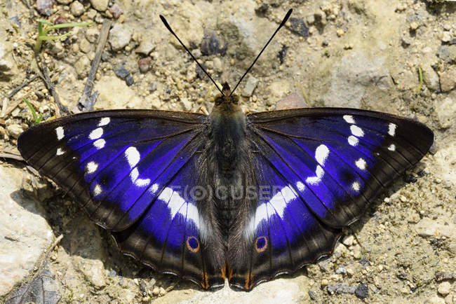 Purpurfarbener Kaiser mit ausgebreiteten Flügeln — Stockfoto