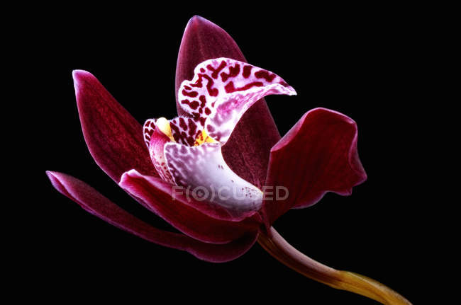 Orchid, Cymbidium, in front of black background — Stock Photo