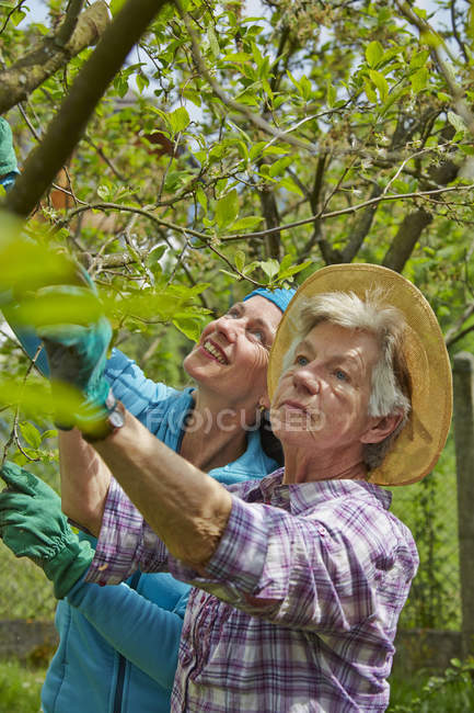 Senior albero madre e figlia potatura — Foto stock