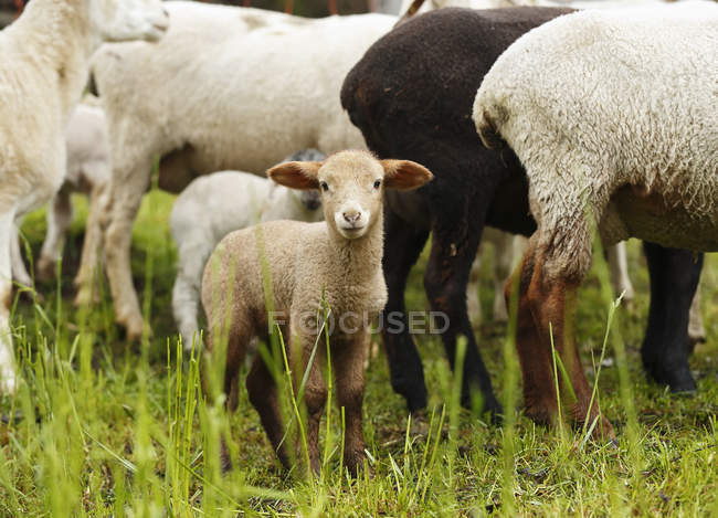 Agneau brun, Ovis orientalis aries sur herbe verte — Photo de stock