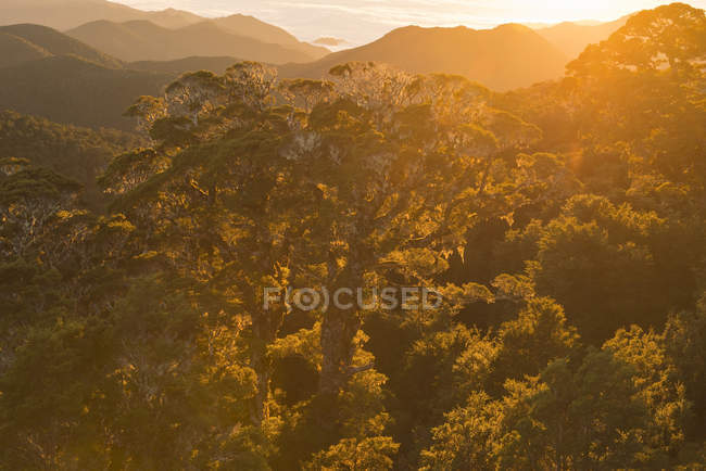 Nova Zelândia, Ilha do Sul, Tasman, Kahurangi National Park, dossel de uma floresta nativa montanhosa ao nascer do sol — Fotografia de Stock