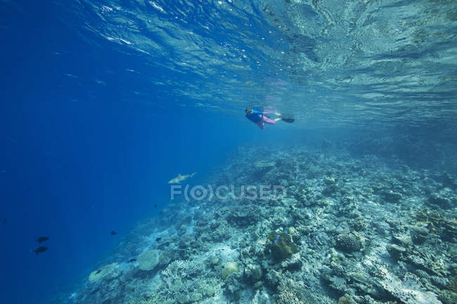 Maldives, woman snorkeling in the Indian Ocean — reef, animals - Stock  Photo | #181520192