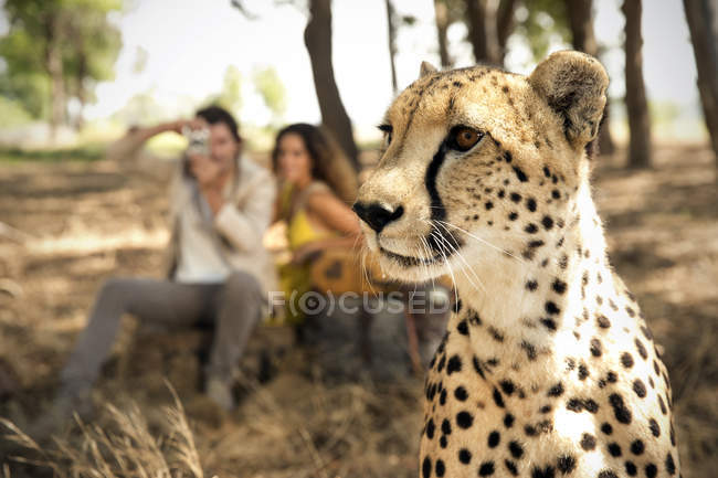 South Africa, portrait of a cheetah in front of two people photographing — Stock Photo